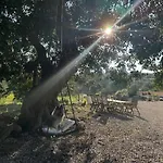Girasoles Cálig