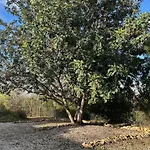 Girasoles Nyaraló